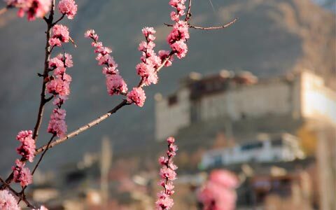 Cherry Blossom In Hunza